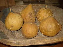 FH289 Slightly Bumpy Gourd